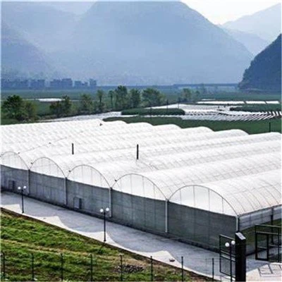 멀티 스팬 온실